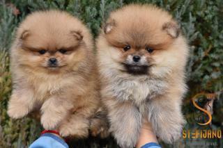 Pomeranian BOO štěňata