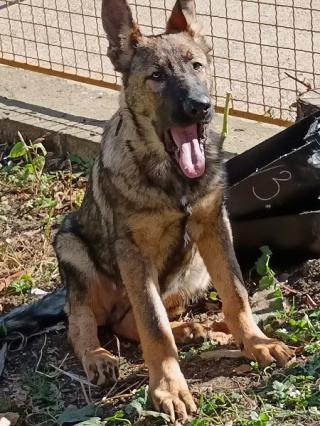 Štěňata německého ovčáka