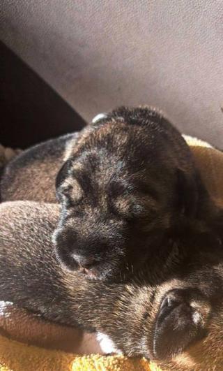 Střední knírač, štěňata