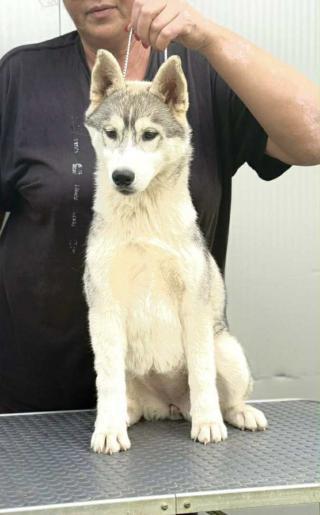 Sibiřský husky – fenka