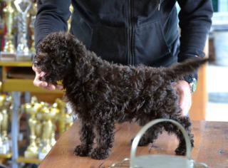 Štěňata Lagotto Romagnolo