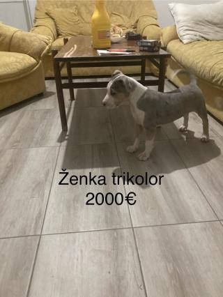 Pitbulteriér 