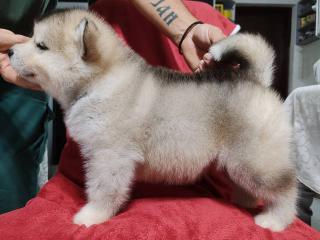 Štěňata aljašského malamuta