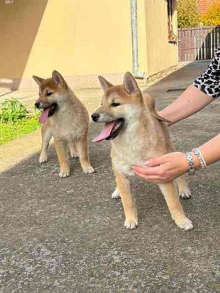 Štěňata Shiba Inu od nejlepších rodičů 