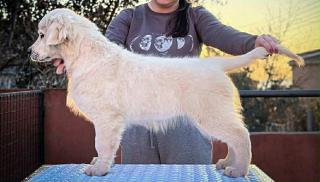 Zlatý retrívr štěně