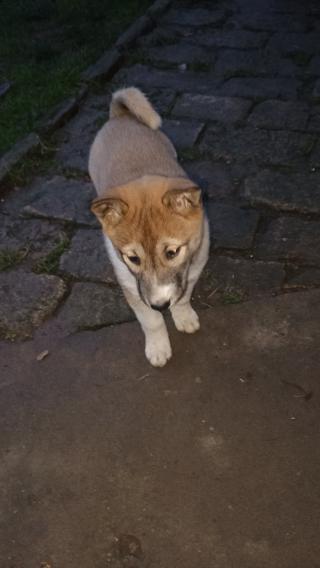 Štěňata západosibiřské lajky 