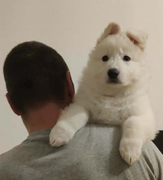 Bílý švýcarský ovčák – Štěňata