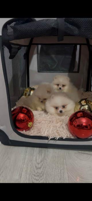 Štěňata pomeranianů nejvyšší kvality