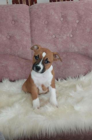 Štěňata amerického stafordšírského teriéra