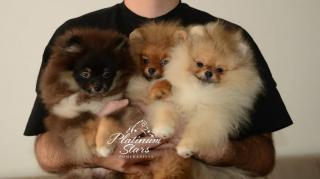 Miniaturní německý špic - pomeranian, štěňata 