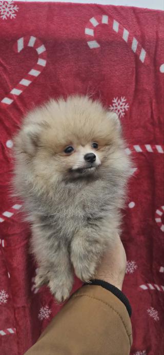 Pomeranian Boo štěně 