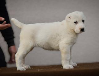 Středoasijský pastevecký pes SAO štěňata