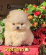 Pomeranian BOO štěňata
