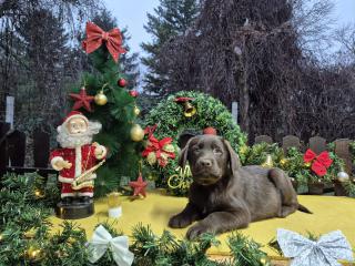 Čokoládová štěňata labradorského retrívra