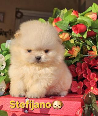 Pomeranian BOO štěňata