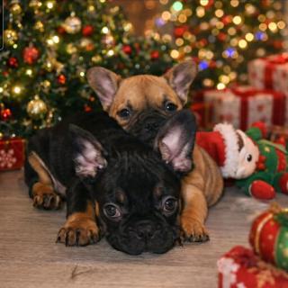 Francouzský buldoček štěňata