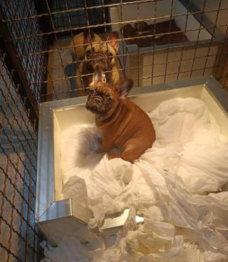 Francouzský buldoček, štěňata 