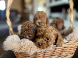 Toy pudl – krásná štěňata