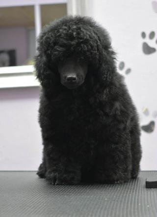 Trpasličí pudl – sameček, štěně