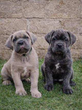 Štěňata Cane Corso