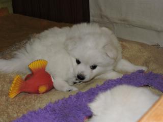 Prodám štěně  pejska středního bílého Německého špice