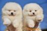 Pomeranian BOO medvídci, štěňata pomeranského špice