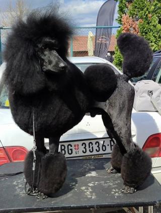 Špičkový vrh VELKÝCH PUDLŮ 