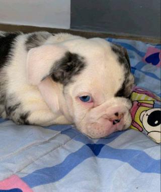 Anglický buldok, krásná štěňata