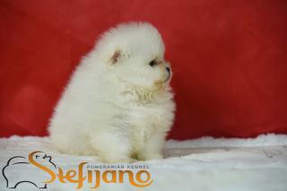 Pomeranian BOO – Nádherná štěňata
