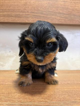 Havanský bišonek štěňata