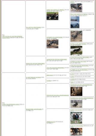 Modrý gaskoňský baset 