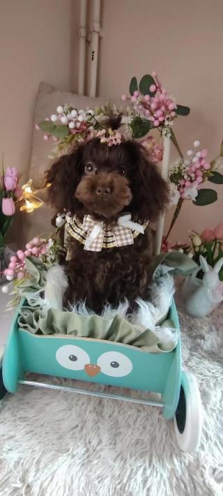 Ten pudl hnědý, fenka 