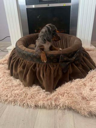 Dlouhosrstí trpasličí jezevčíci 