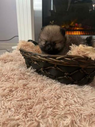 Štěňata pomeranianů 