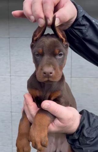 Dobrman štěňata na prodej