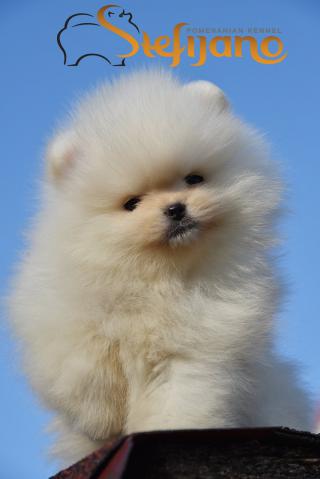 Pomeranian BOO medvídci, Štěňata Pomeranian Spitz