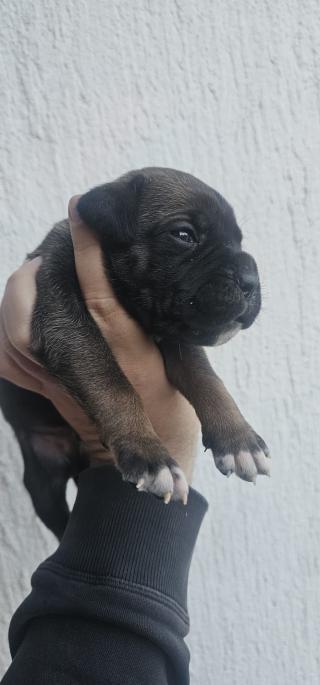 Cane Corso štěňata