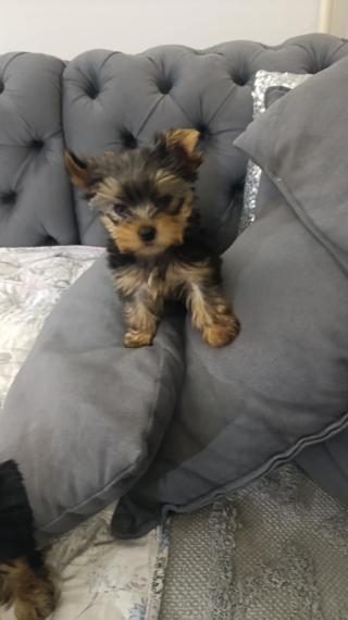 Yorkshire teriér – Krásná štěňata