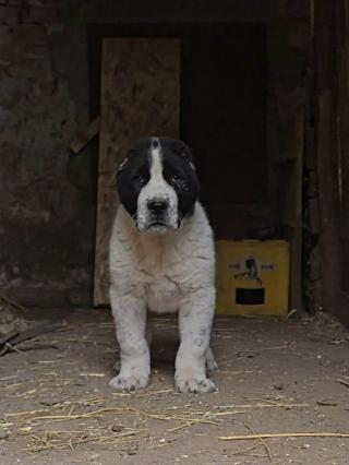 Středoasijský pastevecký pes – štěňata