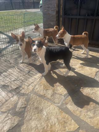 Krásná štěňata basenji 