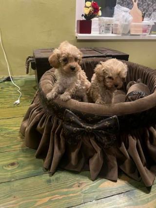 Extra malí toy pudlové 