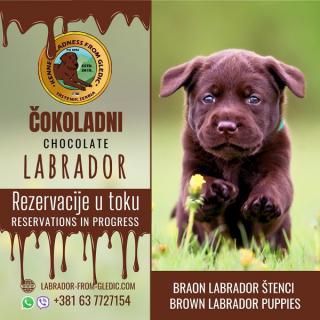 Štěňata hnědého labradora 