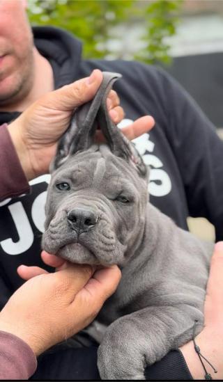 Cane Corso štěňata
