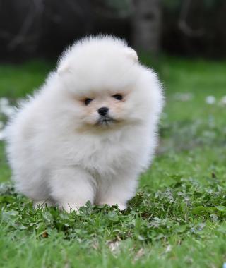 Pomeranian BOO medvídci, Štěňata Pomeranian Spitz