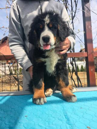 Štěňata bernského salašnického psa