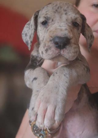 Německá doga – krásná štěňata