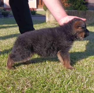 Německý ovčák krásná štěňata