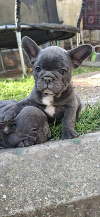 Francouzský buldoček štěňata sky blue