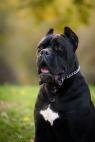 Cane Corso – pes na prodej