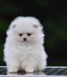 Pomeranian Boo – překrásná štěňata
